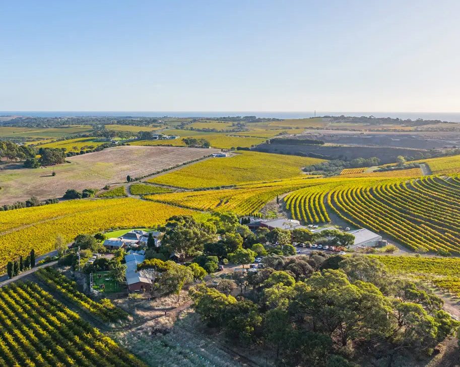 Aerial view of a vineyard with rows of yellow flowers under a clear blue sky.
