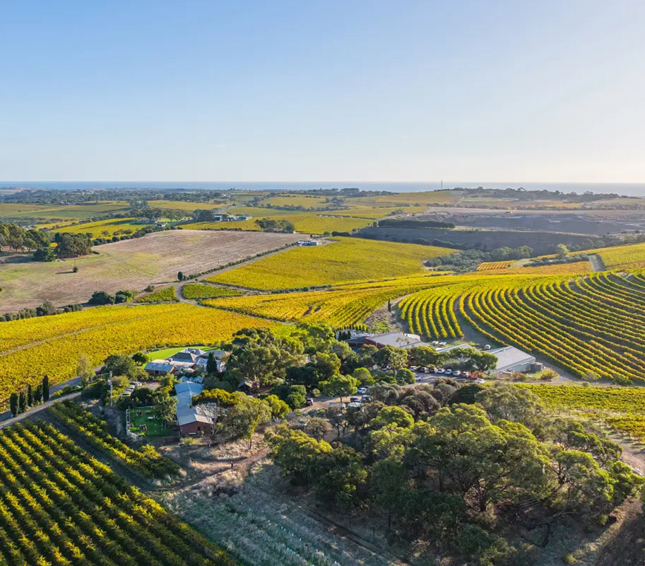 Aerial view of a vineyard with rows of yellow flowers under a clear blue sky.